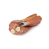Cubital fossa - muscles, large nerves and the brachial artery | EZ-MP1755 | Sim & Skills Ltd