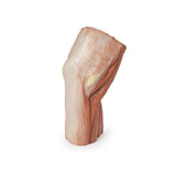 Cubital fossa - muscles, large nerves and the brachial artery | EZ-MP1755 | Sim & Skills Ltd