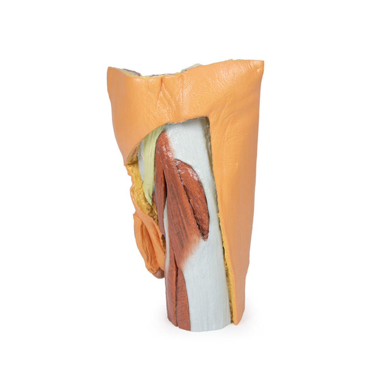 Male left pelvis and proximal thigh | EZ-MP1765 | Sim & Skills Ltd