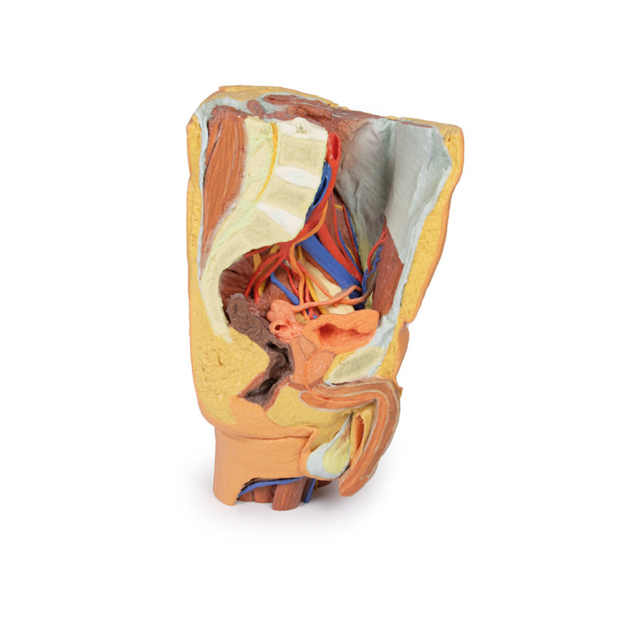 Male left pelvis and proximal thigh | EZ-MP1765 | Sim & Skills Ltd