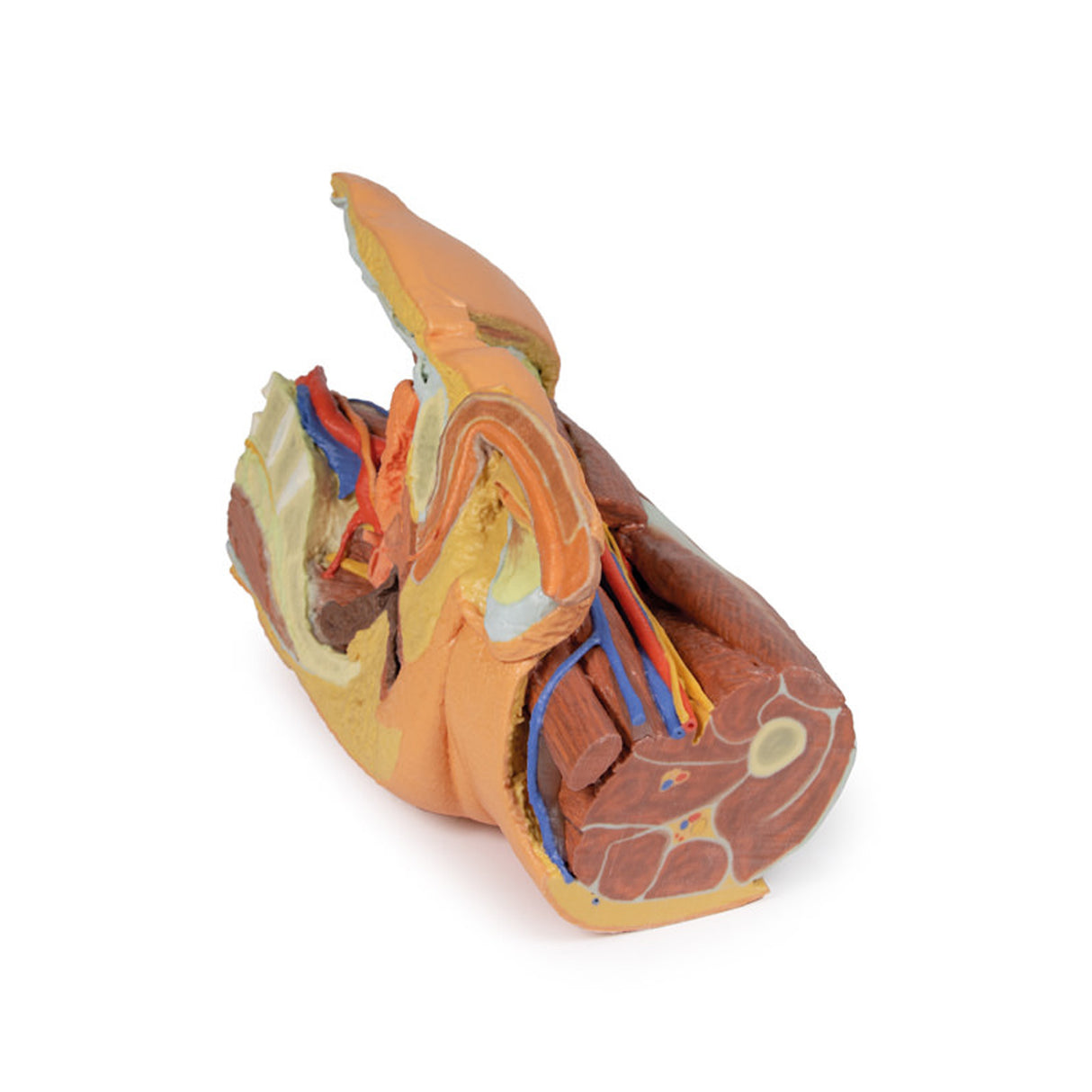 Male left pelvis and proximal thigh | EZ-MP1765 | Sim & Skills Ltd