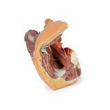 Male left pelvis and proximal thigh | EZ-MP1765 | Sim & Skills Ltd