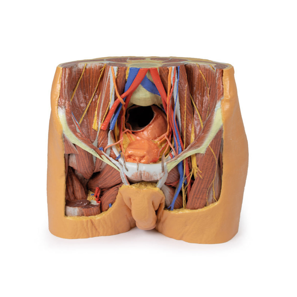 Male Pelvis | EZ-MP1770 | Sim & Skills Ltd