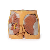 Male Pelvis | EZ-MP1770 | Sim & Skills Ltd