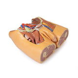 Male Pelvis | EZ-MP1770 | Sim & Skills Ltd