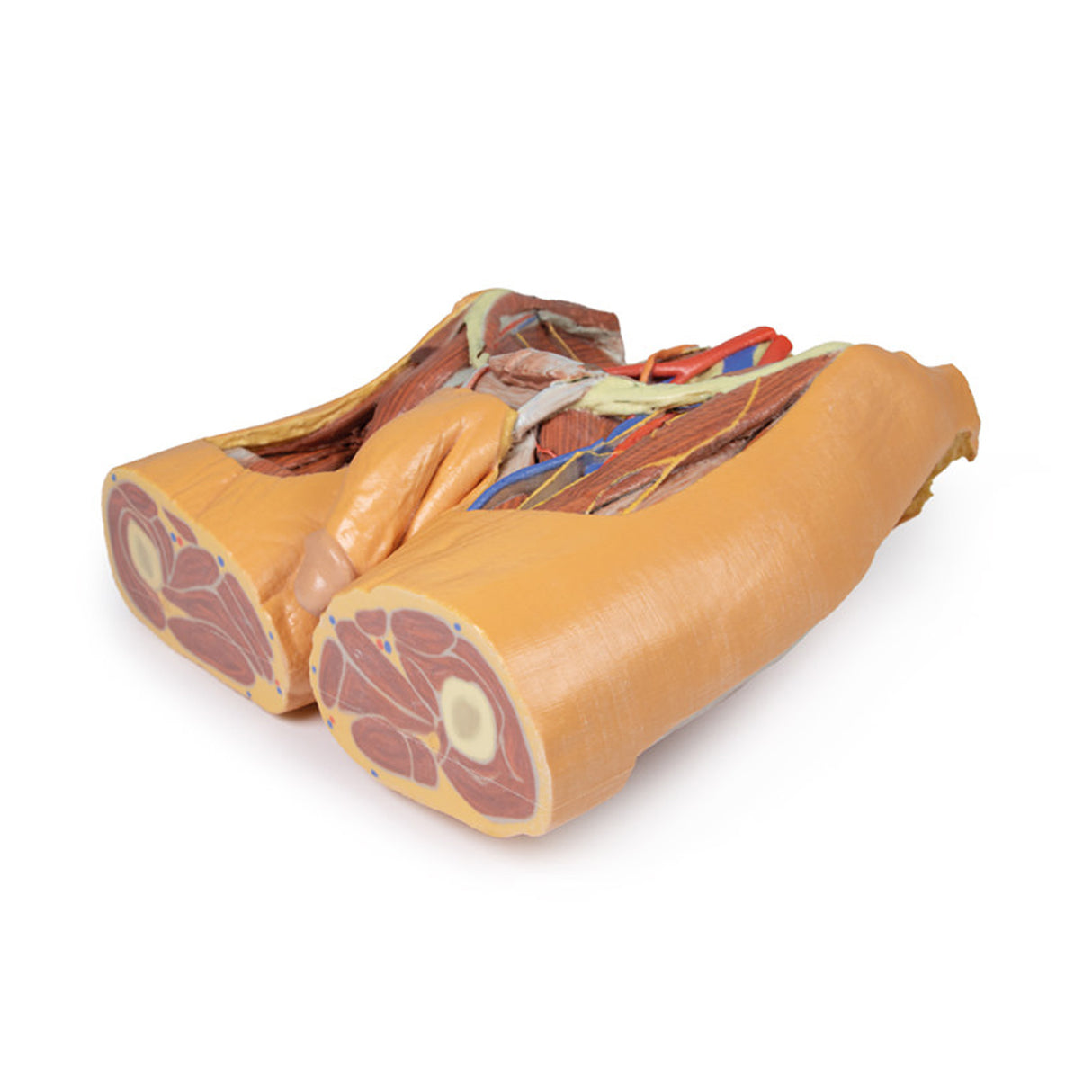 Male Pelvis | EZ-MP1770 | Sim & Skills Ltd