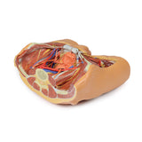 Male Pelvis | EZ-MP1770 | Sim & Skills Ltd