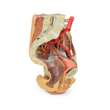 Female left pelvis and proximal thigh | EZ-MP1780 | Sim & Skills Ltd