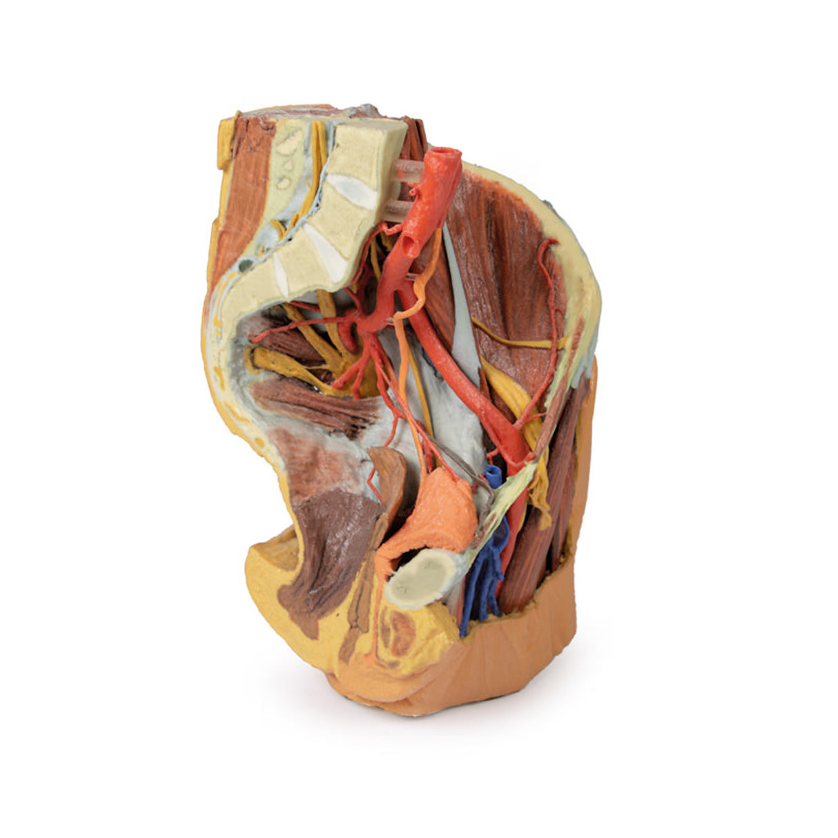 Female left pelvis and proximal thigh | EZ-MP1780 | Sim & Skills Ltd