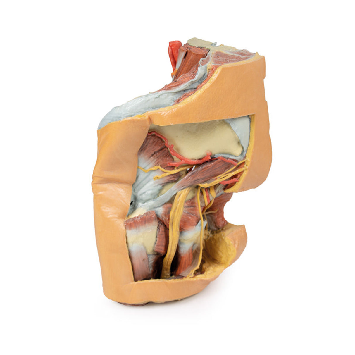 Female left pelvis and proximal thigh | EZ-MP1780 | Sim & Skills Ltd