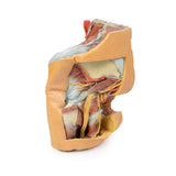 Female left pelvis and proximal thigh | EZ-MP1780 | Sim & Skills Ltd