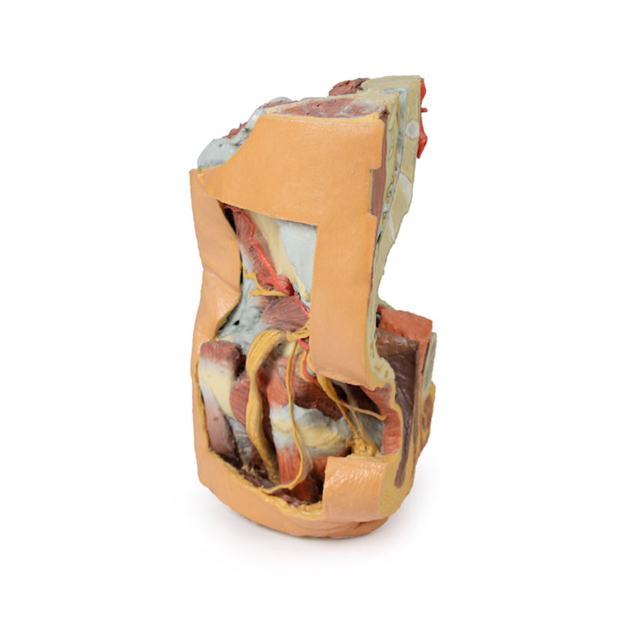 Female left pelvis and proximal thigh | EZ-MP1780 | Sim & Skills Ltd