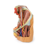 Female left pelvis and proximal thigh | EZ-MP1780 | Sim & Skills Ltd