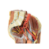 Female left pelvis and proximal thigh | EZ-MP1780 | Sim & Skills Ltd