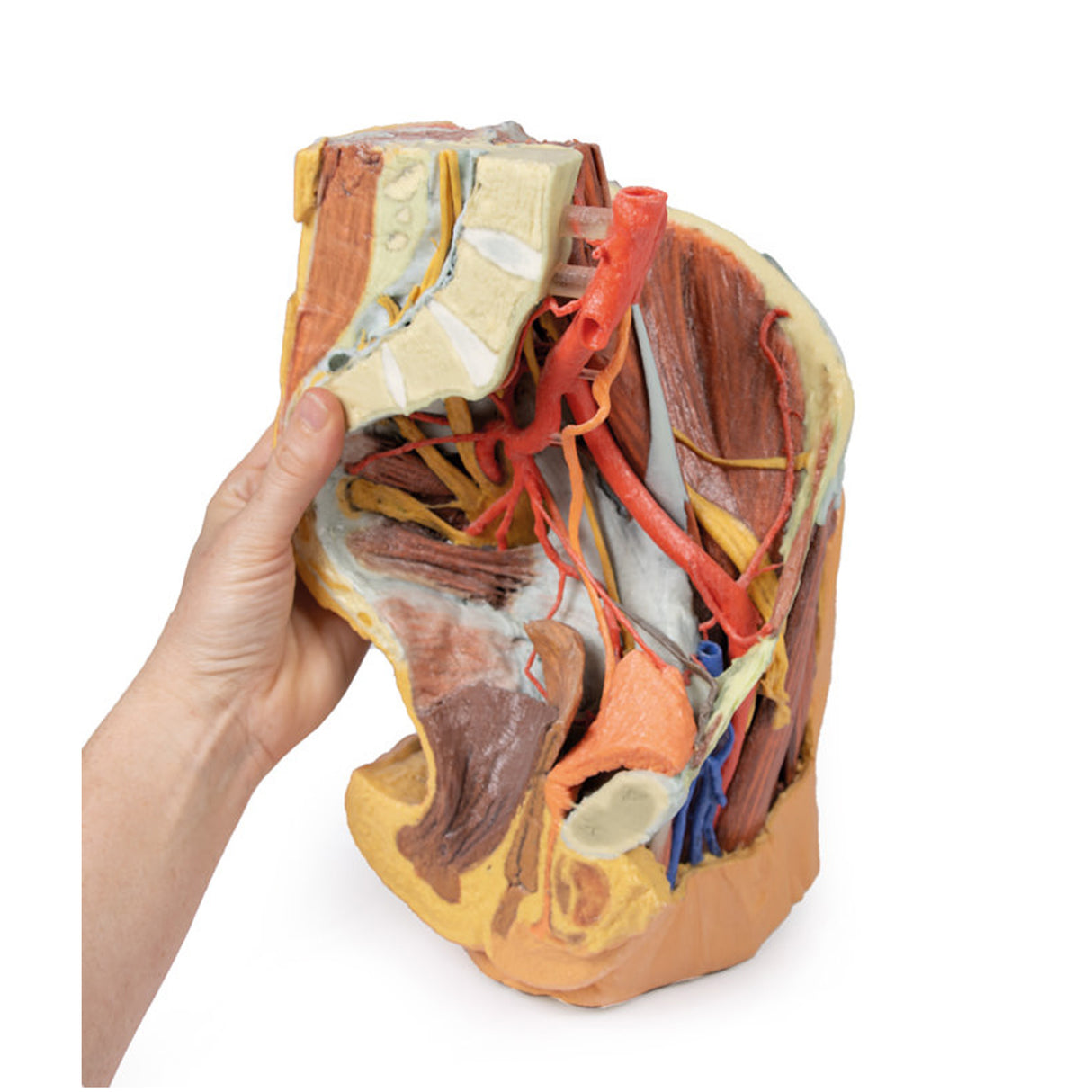 Female left pelvis and proximal thigh | EZ-MP1780 | Sim & Skills Ltd