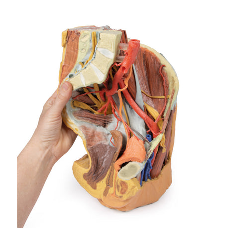 Female left pelvis and proximal thigh | EZ-MP1780 | Sim & Skills Ltd