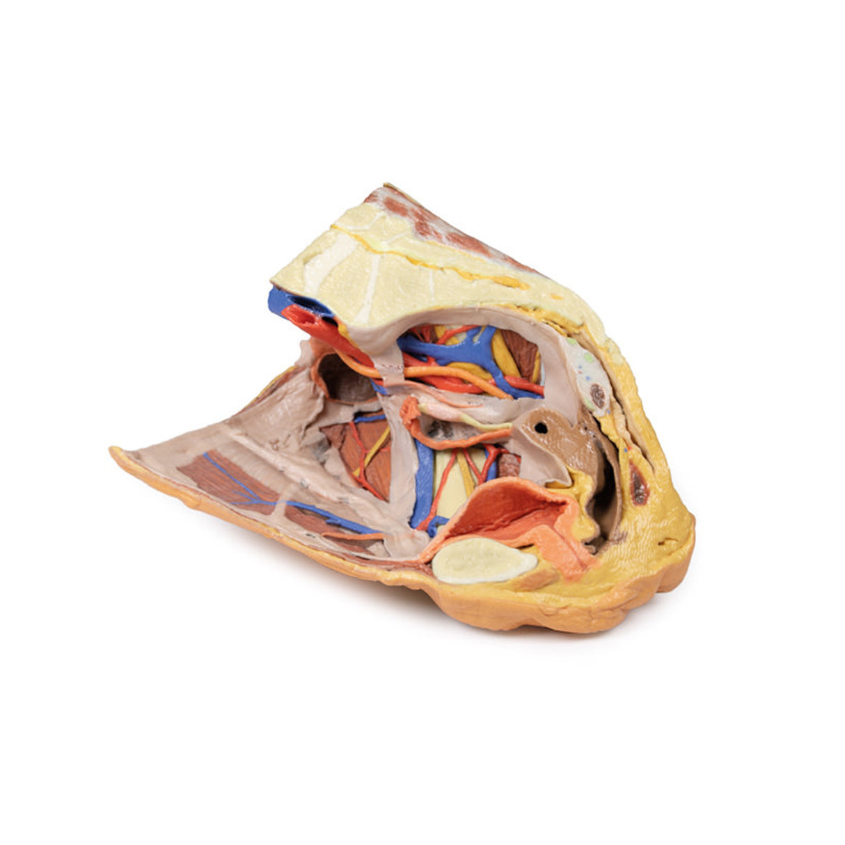 Female right pelvis superficial and deep structures | EZ-MP1783 | Sim & Skills Ltd