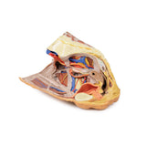 Female right pelvis superficial and deep structures | EZ-MP1783 | Sim & Skills Ltd
