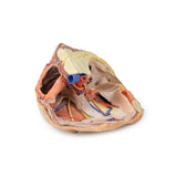 Female right pelvis superficial and deep structures | EZ-MP1783 | Sim & Skills Ltd