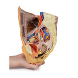 Female right pelvis superficial and deep structures | EZ-MP1783 | Sim & Skills Ltd