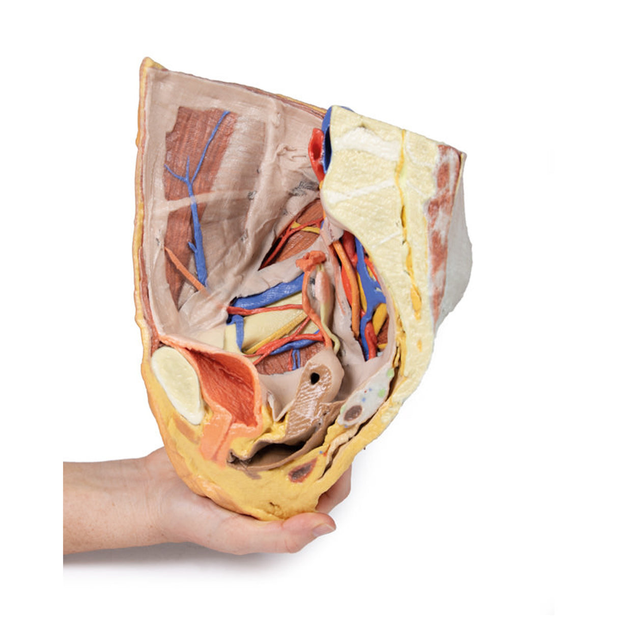 Female right pelvis superficial and deep structures | EZ-MP1783 | Sim & Skills Ltd