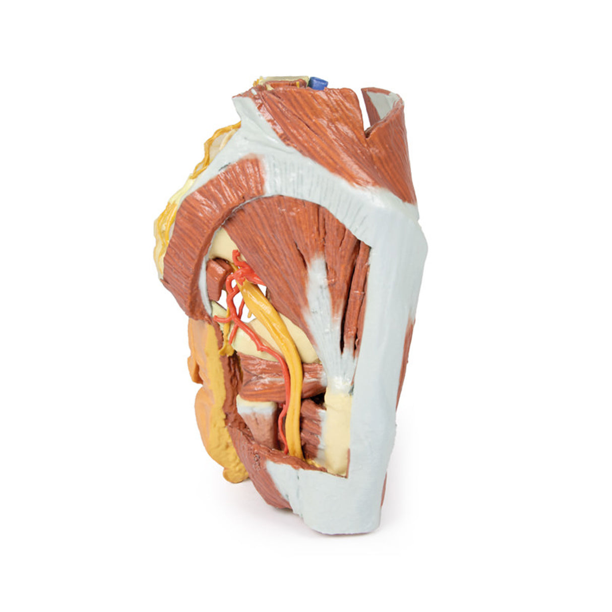 Female right pelvis | EZ-MP1785 | Sim & Skills Ltd