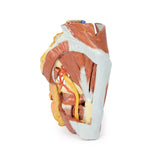 Female right pelvis | EZ-MP1785 | Sim & Skills Ltd