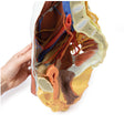 Female right pelvis | EZ-MP1785 | Sim & Skills Ltd