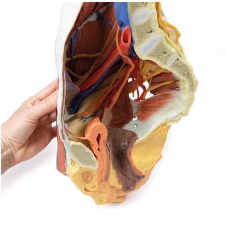 Female right pelvis | EZ-MP1785 | Sim & Skills Ltd