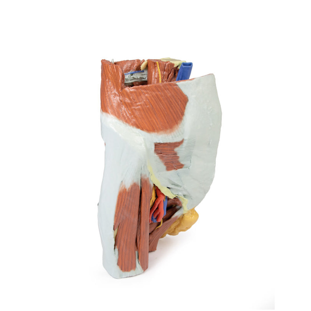 Female right pelvis | EZ-MP1785 | Sim & Skills Ltd