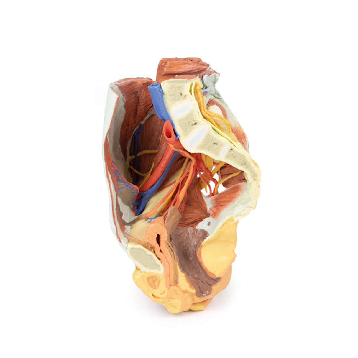 Female right pelvis | EZ-MP1785 | Sim & Skills Ltd