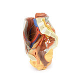 Female right pelvis | EZ-MP1785 | Sim & Skills Ltd