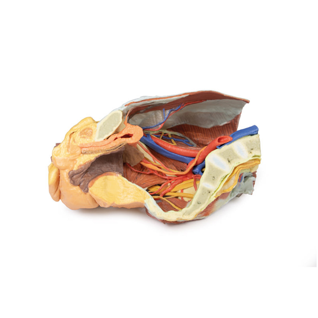 Female right pelvis | EZ-MP1785 | Sim & Skills Ltd