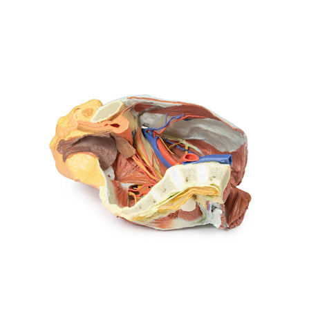 Female right pelvis | EZ-MP1785 | Sim & Skills Ltd