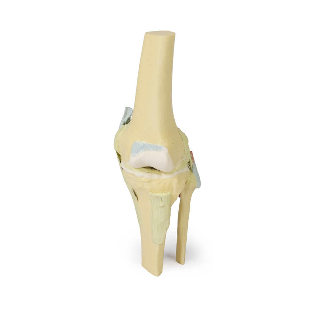 Knee Joint, flexed – Sim & Skills