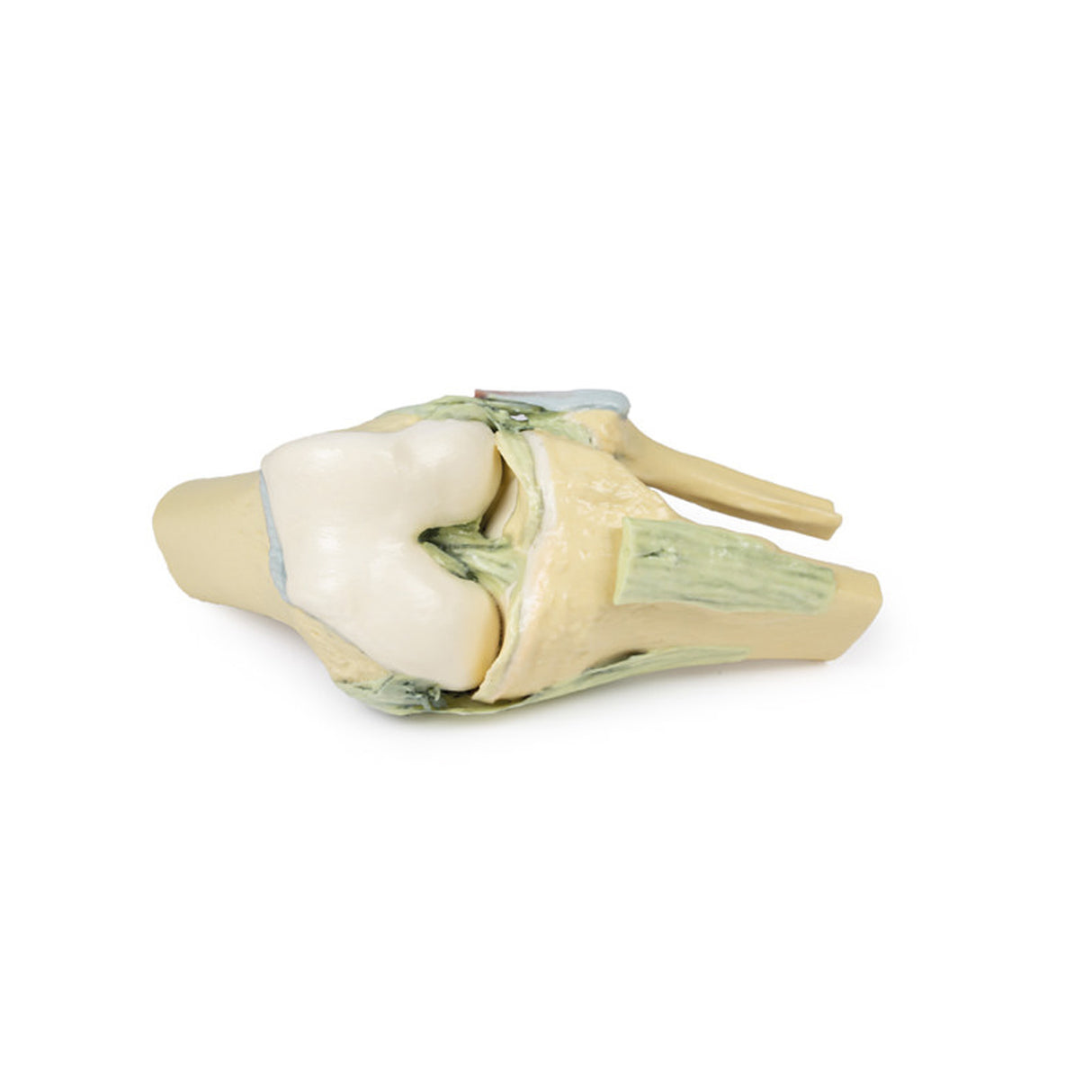 Knee Joint, flexed | EZ- MP1800 | Sim & Skills Ltd