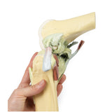 Knee Joint, flexed | EZ- MP1800 | Sim & Skills Ltd