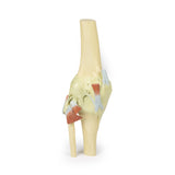 Knee Joint, extended | EZ-MP1805 | Sim & Skills Ltd
