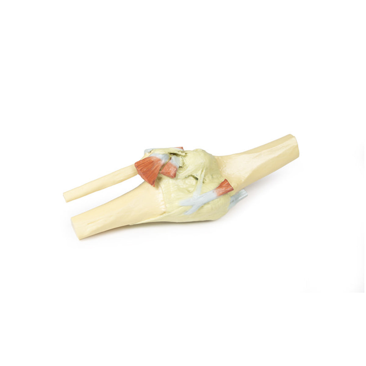 Knee Joint, extended – Sim & Skills