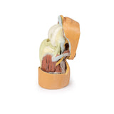 Flexed knee joint deep dissection | EZ-MP1807 | SIm & Skills Ltd