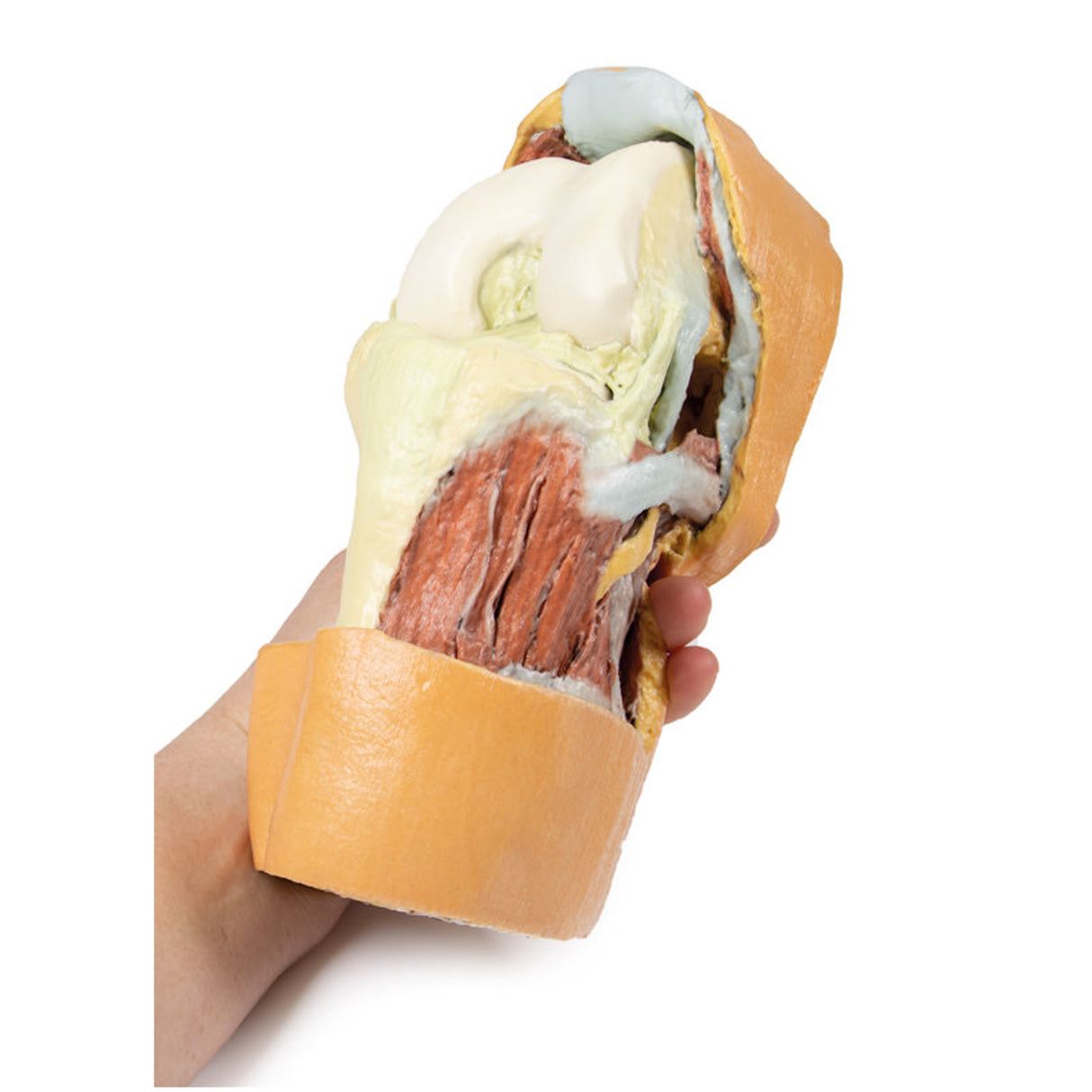 Flexed knee joint deep dissection | EZ-MP1807 | SIm & Skills Ltd