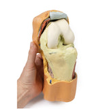 Flexed knee joint deep dissection | EZ-MP1807 | SIm & Skills Ltd