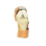 Flexed knee joint deep dissection | EZ-MP1807 | SIm & Skills Ltd