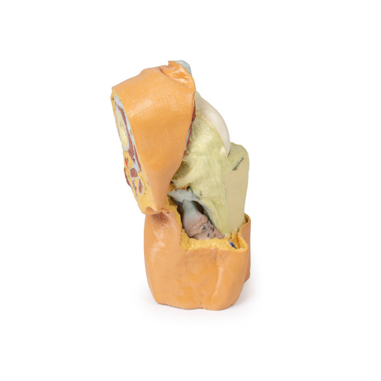 Flexed knee joint deep dissection | EZ-MP1807 | SIm & Skills Ltd