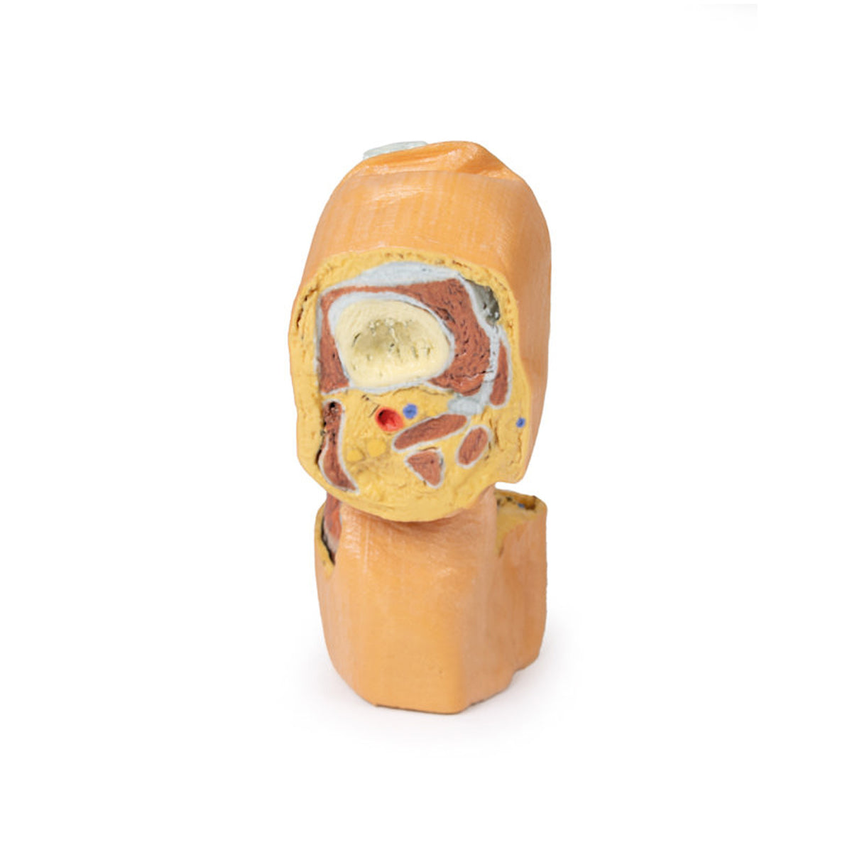 Flexed knee joint deep dissection | EZ-MP1807 | SIm & Skills Ltd