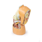 Flexed knee joint deep dissection | EZ-MP1807 | SIm & Skills Ltd