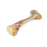 Lower Limb - deep dissection | EZ-MP1809 | Sim & Skills Ltd