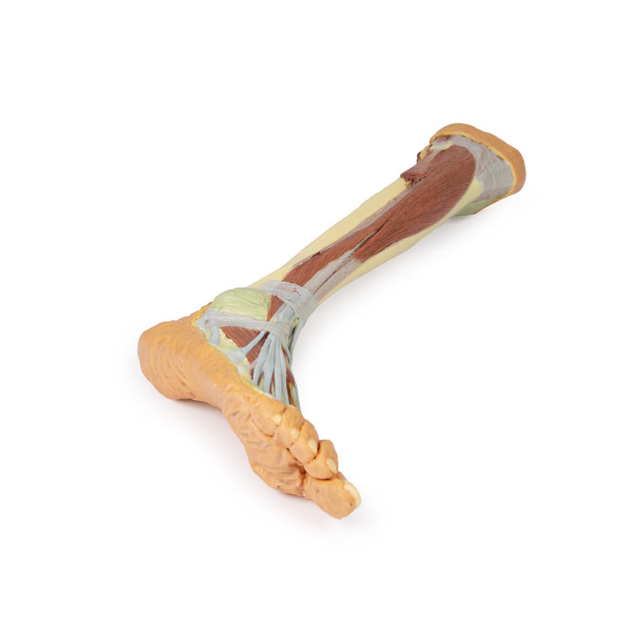 Lower Limb - deep dissection | EZ-MP1809 | Sim & Skills Ltd