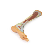 Lower Limb - deep dissection | EZ-MP1809 | Sim & Skills Ltd