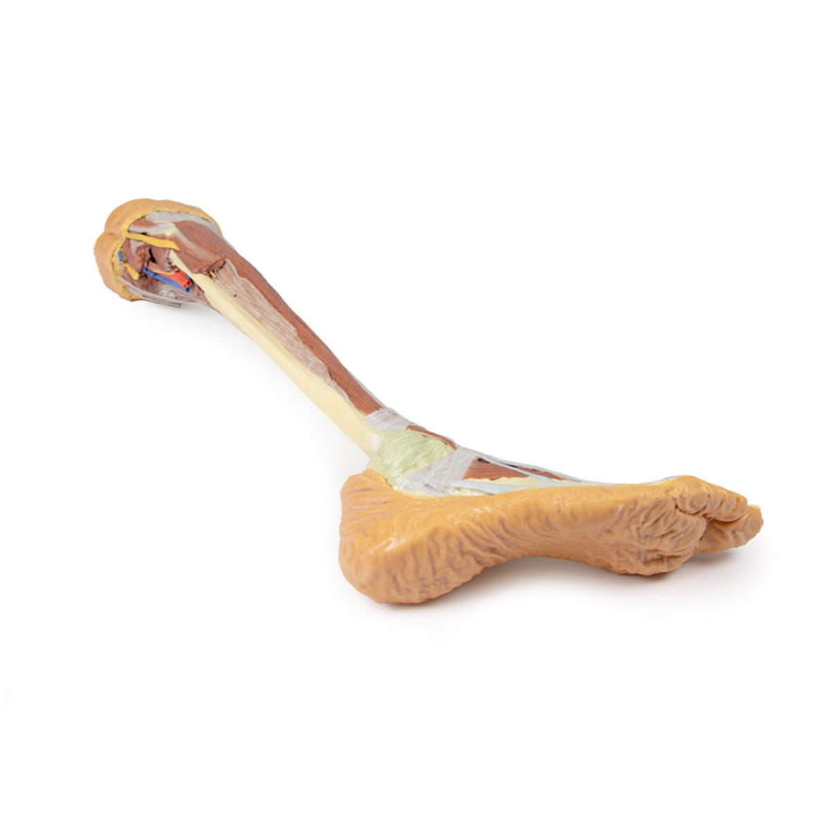 Lower Limb - deep dissection | EZ-MP1809 | Sim & Skills Ltd